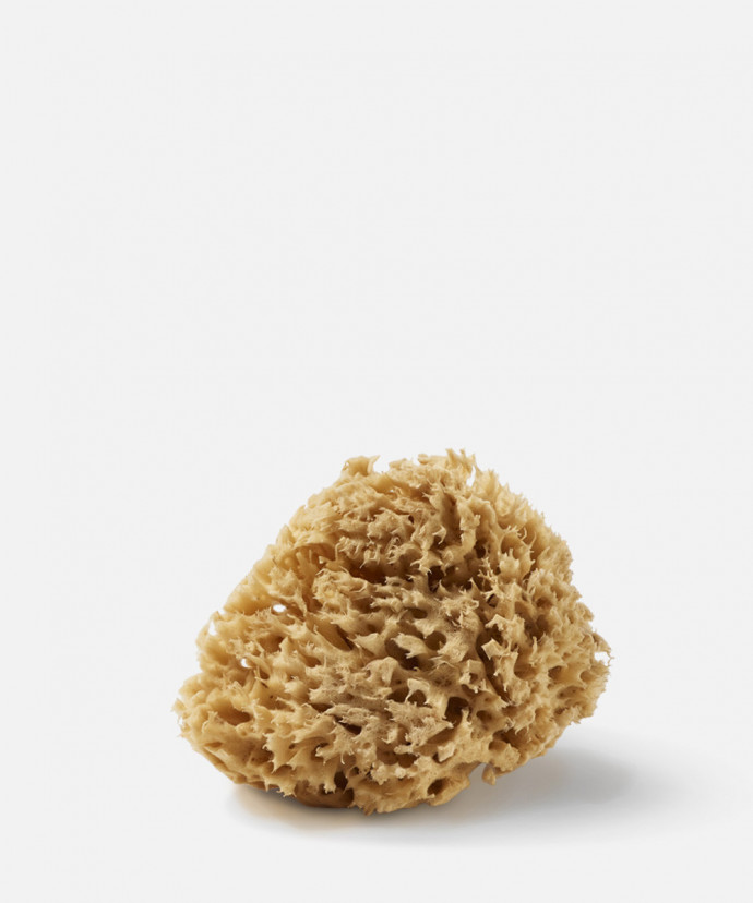 Éponge de Mer Mahdia 11cm